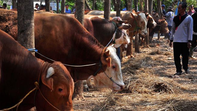 LIPI: Urine Sapi Tak Cocok Jadi Hand Sanitizer Tangkal Corona