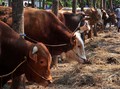 Jokowi Dorong Impor Sapi India, Industri Minta Jatah Daging