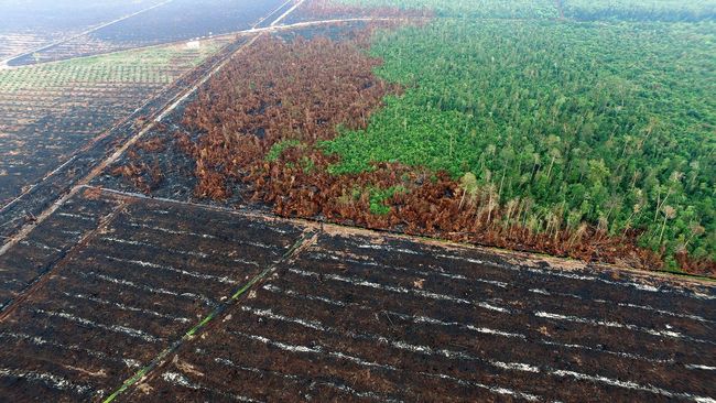 Kemenhut Minta BIN Ikut Bongkar Mafia Pembakar Hutan