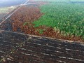 Kemenhut Minta BIN Ikut Bongkar Mafia Pembakar Hutan