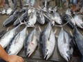 Pebisnis Jepang Beli Ikan Tuna 276 Kg Seharga Rp25 Miliar