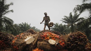 KPK Temukan 63 Ribu Wajib Pajak Industri Sawit Kemplang Pajak