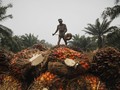 Realisasi Replanting Lahan Sawit Baru 18 Persen dari Target