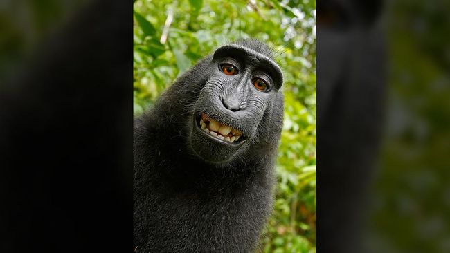 Download Gambar Monyet Senyum  Koleksi Gambar HD