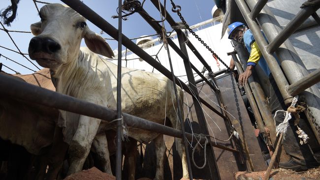 Pemerintah Tambah Kuota Daging Sapi Impor