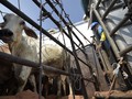 Pemerintah Tambah Kuota Daging Sapi Impor