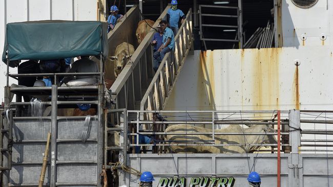 Jokowi Ciptakan Pulau Karantina Demi Sapi Impor Sehat