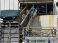 Jokowi Ciptakan Pulau Karantina Demi Sapi Impor Sehat