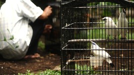 PLTU Ancam Rusak Taman Nasional dan Pantai di Bali