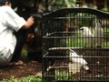 PLTU Ancam Rusak Taman Nasional dan Pantai di Bali