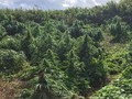 'Hutan' Ganja Seluas Lapangan Sepak Bola Ditemukan di London
