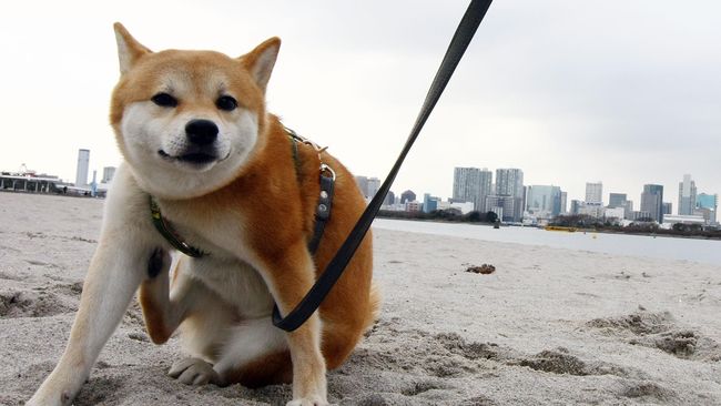 Jersey Unik Muka Anjing Pemburu Jepang