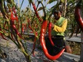 Pekan Ketiga 2016, Laju Inflasi Konsisten di Level 0,75%