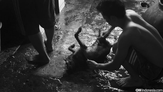 Disidak Pemilik Rumah Potong Anjing Menolak Ditutup Disidak Pemilik Rumah Potong Anjing Menolak Ditutup