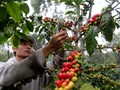 Tantangan Indonesia Menjadi Produsen Kopi Terbesar di Dunia