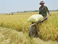 Bulog Berambisi Simpan Cadangan Beras Minimal 1,6 Juta Ton