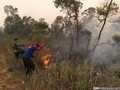 Pemerintah Gugat Tiga Perusahaan Pembakar Hutan di Sumsel