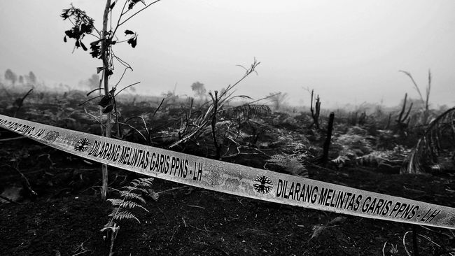 Polri: Tujuh Korporasi Asing Tersangka Pembakar Hutan