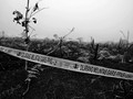 Dari 264 Laporan Pembakaran Hutan, Baru Dua Siap Disidangkan