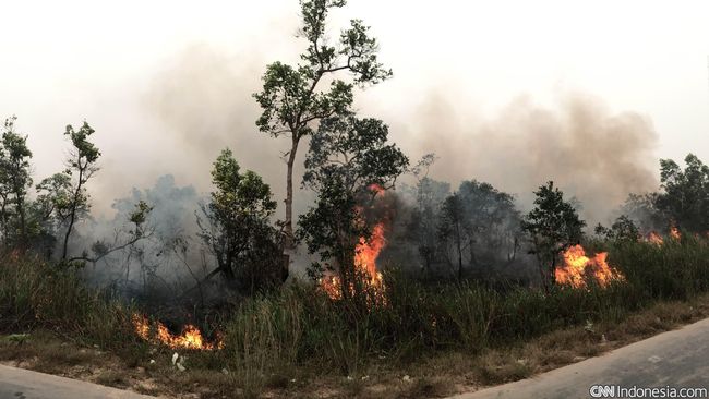 Pemerintah Gugat Tiga Perusahaan Pembakar Hutan di Sumsel