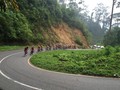 Pesepeda Internasional Menjelajah Lekuk Tanah Minang