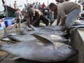 Menteri Susi Tolak Pelabuhan Sorong Jadi Pelabuhan Tuna