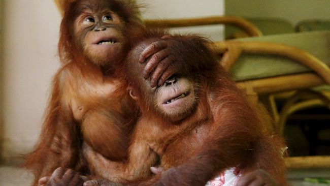 Seperempat Abad Menyelamatkan Ribuan Orangutan