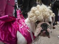 Lucunya Parade Halloween Anjing di New York