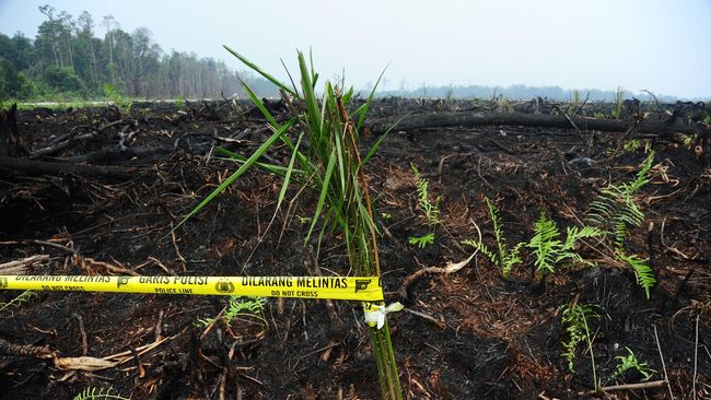 Sempat Disegel, Perusahaan Sawit 'Buldoser' Hutan di Aceh