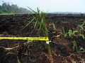 IPB: Emisi Karbon Akibat Deforestasi Turun 19 Persen