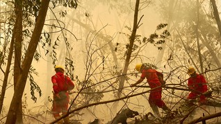 500 Ribu Ha Hutan Produksi Ditargetkan Jadi Hutan Alam 2026