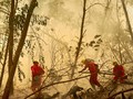 Bos Perusahaan Ditetapkan Tersangka Pembakar Hutan