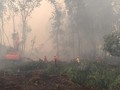 Pemerintah Beri Sanksi 23 Perusahaan Pembakar Hutan