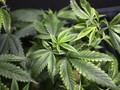 AS Sita 100 Rumah Tempat Tanam Ganja Kartel China