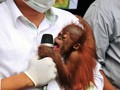 Penjualan Satwa Liar Meningkat Usai Bencana Kebakaran Hutan