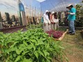 Berkebun, Pekerjaan Impian Ketimbang Ngantor