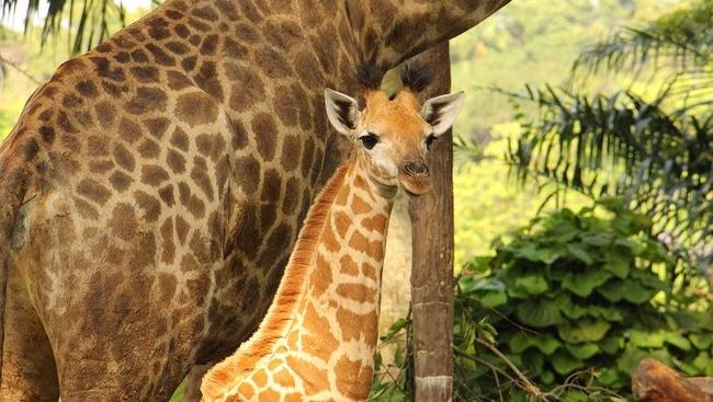 Ada Bayi Jangkung Di Kebun Binatang Singapura