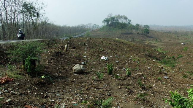 MK Kabulkan Sebagian Gugatan Aturan Kawasan Hutan 