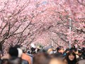 'Senjata' Rahasia Jepang Demi Pikat Turis Indonesia
