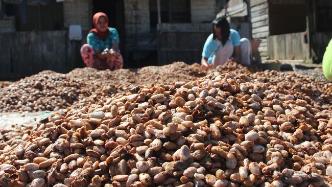Ketum GAPMMI: Gernas Kakao Harus Dihidupkan Lagi