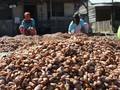 Menteri Darmin Kaji Usulan Tarif Bea Keluar Biji Kakao