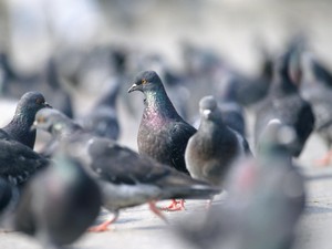 3 Arti Pertanda Burung Masuk Rumah Malam Hari, Bawa Hal Baik atau Buruk?