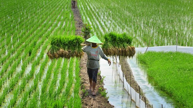 Petani Minta RUU Sistem Budidaya Pertanian  Ditunda