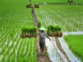 Petani Minta RUU Sistem Budidaya Pertanian Ditunda