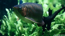 Kalender Jawa Selasa Pahing 20 Desember 2025: Waktunya Cari Ikan Loh