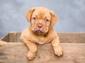 Cegah Eksploitasi, Inggris Larang Toko Hewan Jual Anak Anjing