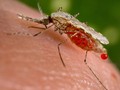 Raja Ampat Diserang Malaria dan ISPA