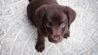Seekor Anjing Mati Setelah Dipaksa Masuk Bagasi Kabin Pesawat