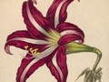 Taman Amaryllis Gunung Kidul Rusak Diserbu Pasukan Tongsis