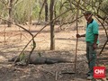 Komodo dan Legenda Si Gerong